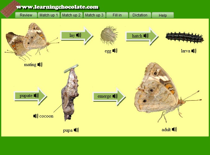 Stages Of Insect Life Cycle